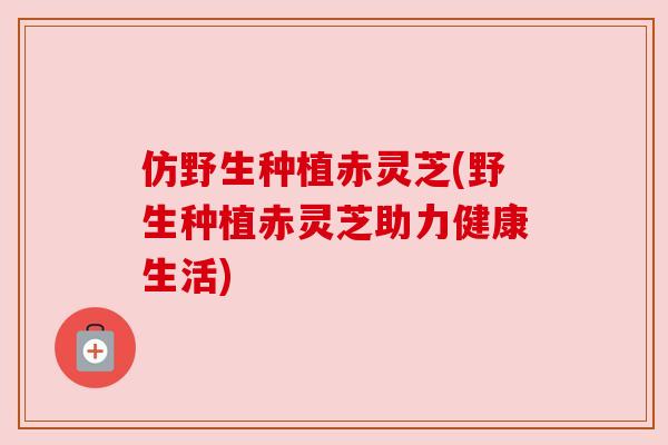 仿野生种植赤灵芝(野生种植赤灵芝助力健康生活) 仿野生种植赤灵芝(野生种植赤灵芝助力健康生活)