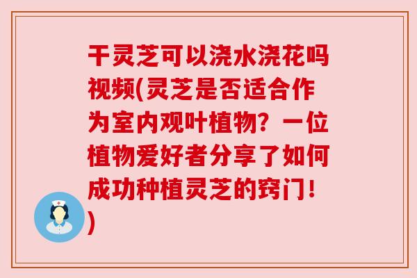 干灵芝可以浇水浇花吗视频(灵芝是否适合作为室内观叶植物?一位植物爱好者分享了如何成功种植灵芝的窍门!) 干灵芝可以浇水浇花吗视频(灵芝是否适合作为室内观叶植物?一位植物爱好者分享了如何成功种植灵芝的窍门!)