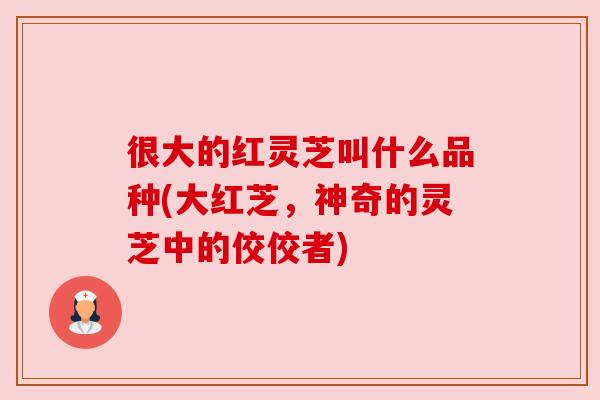 很大的红灵芝叫什么品种(大红芝，神奇的灵芝中的佼佼者)