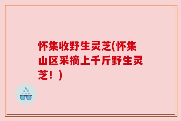 怀集收野生灵芝(怀集山区采摘上千斤野生灵芝!) 怀集收野生灵芝(怀集山区采摘上千斤野生灵芝!)