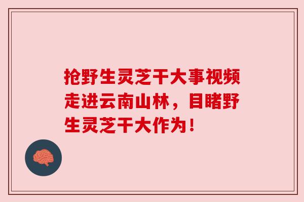 抢野生灵芝干大事视频走进云南山林,目睹野生灵芝干大作为! 抢野生灵芝干大事视频走进云南山林,目睹野生灵芝干大作为!