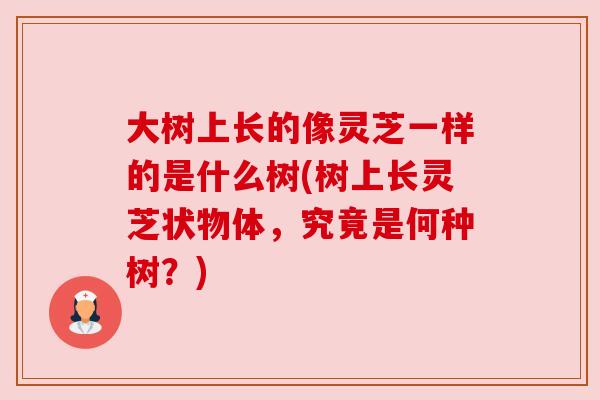 大树上长的像灵芝一样的是什么树(树上长灵芝状物体,究竟是何种树?) 大树上长的像灵芝一样的是什么树(树上长灵芝状物体,究竟是何种树?)