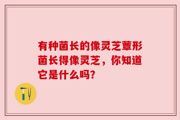 有种菌长的像灵芝蕈形菌长得像灵芝,你知道它是什么吗? 有种菌长的像灵芝蕈形菌长得像灵芝,你知道它是什么吗?