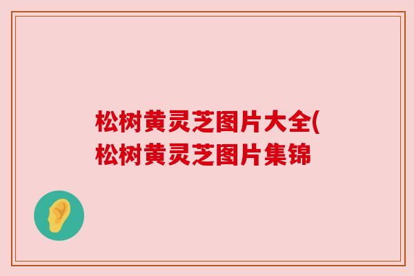 松树黄灵芝图片大全(松树黄灵芝图片集锦 松树黄灵芝图片大全(松树黄灵芝图片集锦