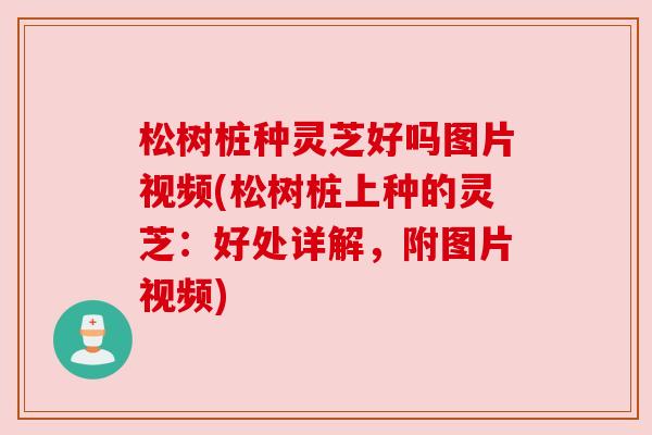 松树桩种灵芝好吗图片视频(松树桩上种的灵芝:好处详解,附图片视频) 松树桩种灵芝好吗图片视频(松树桩上种的灵芝:好处详解,附图片视频)