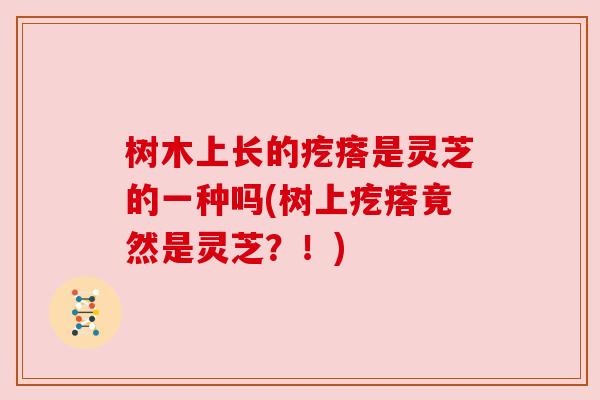 树木上长的疙瘩是灵芝的一种吗(树上疙瘩竟然是灵芝?!) 树木上长的疙瘩是灵芝的一种吗(树上疙瘩竟然是灵芝?!)