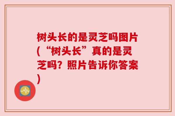 树头长的是灵芝吗图片(“树头长”真的是灵芝吗？照片告诉你答案)