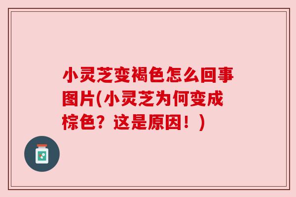 小灵芝变褐色怎么回事图片(小灵芝为何变成棕色?这是原因!) 小灵芝变褐色怎么回事图片(小灵芝为何变成棕色?这是原因!)