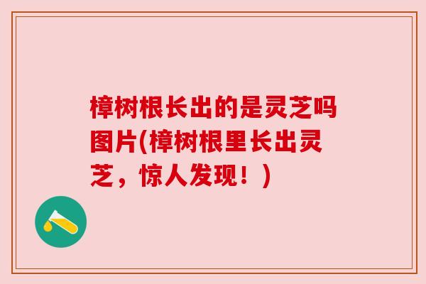 樟树根长出的是灵芝吗图片(樟树根里长出灵芝,惊人发现!) 樟树根长出的是灵芝吗图片(樟树根里长出灵芝,惊人发现!)