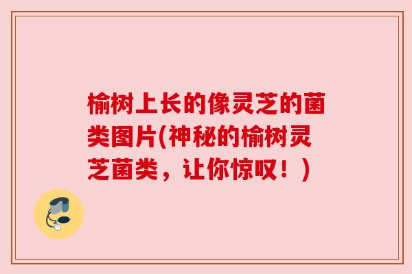 榆树上长的像灵芝的菌类图片(神秘的榆树灵芝菌类，让你惊叹！)