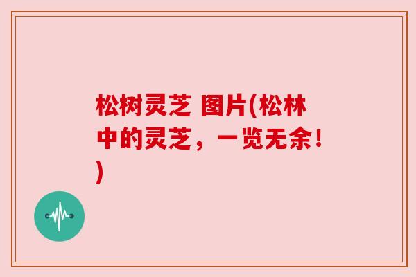 松树灵芝 图片(松林中的灵芝,一览无余!) 松树灵芝 图片(松林中的灵芝,一览无余!)