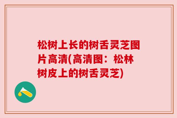 松树上长的树舌灵芝图片高清(高清图:松林树皮上的树舌灵芝) 松树上长的树舌灵芝图片高清(高清图:松林树皮上的树舌灵芝)