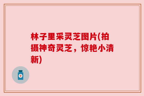 林子里采灵芝图片(拍摄神奇灵芝，惊艳小清新)