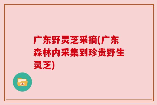 广东野灵芝采摘(广东森林内采集到珍贵野生灵芝) 广东野灵芝采摘(广东森林内采集到珍贵野生灵芝)