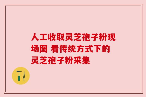 人工收取灵芝孢子粉现场图 看传统方式下的灵芝孢子粉采集