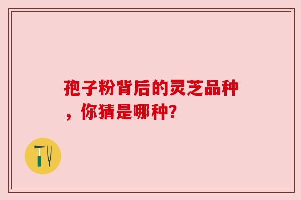孢子粉背后的灵芝品种，你猜是哪种？