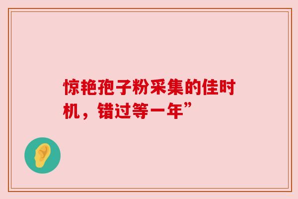 惊艳孢子粉采集的佳时机，错过等一年”